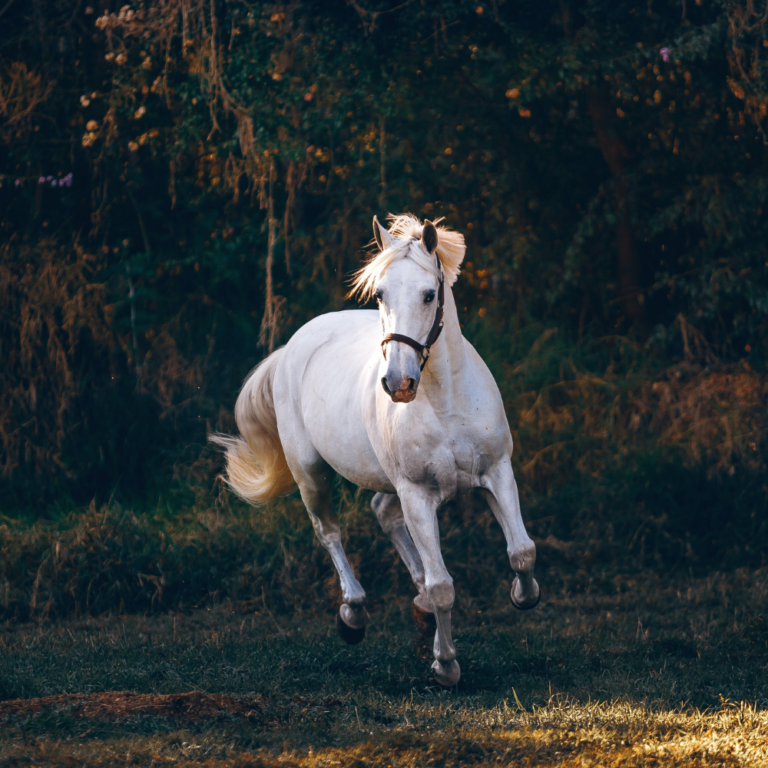 Shooting en extérieur pour animaux de compagnie