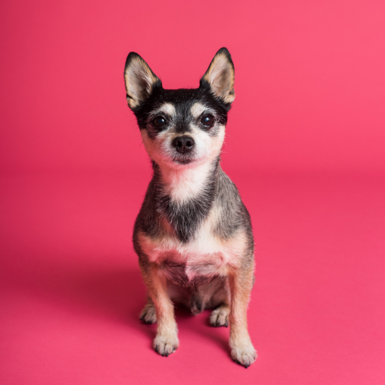 Shooting en studio pour animaux de compagnie