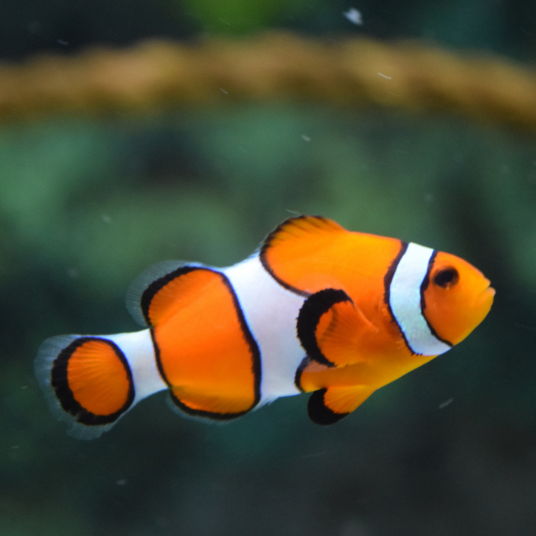 Shooting à domicile pour animaux de compagnie