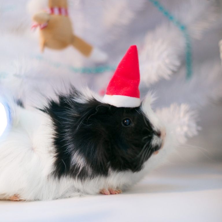 Shooting à domicile pour animaux de compagnie
