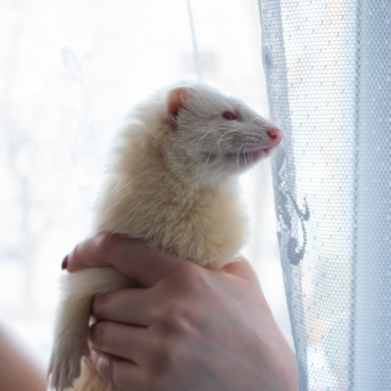 Shooting à domicile pour animaux de compagnie