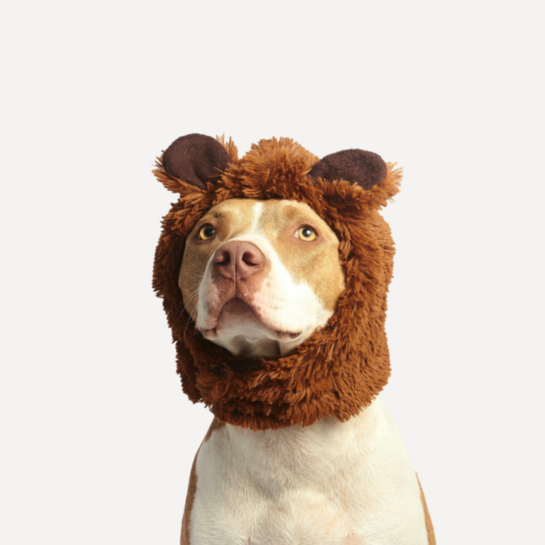 animaux de compagnie