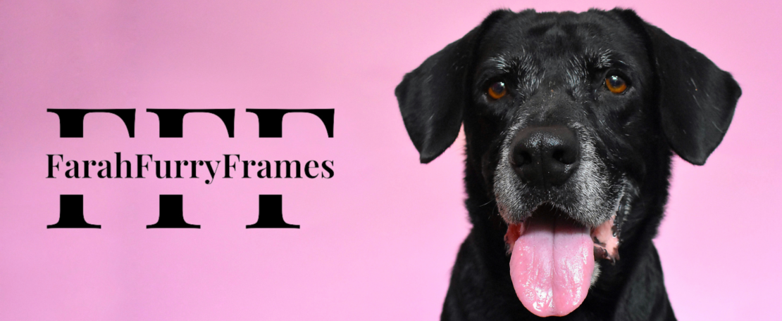 Offrez à vos animaux des souvenirs exceptionnels avec nos services de shooting photo pour animaux. Capturons ensemble des moments inoubliables. Réservez dès maintenant !