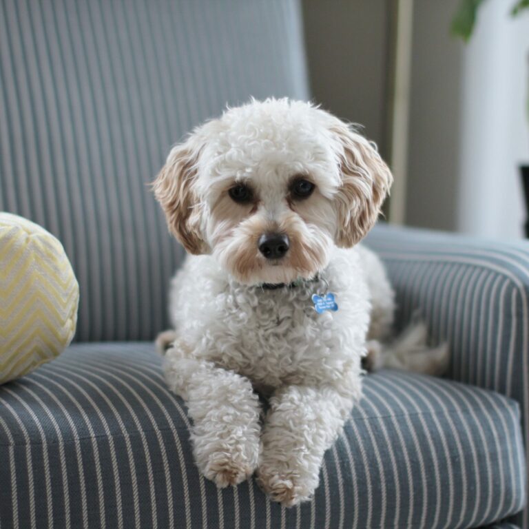 Shooting à domicile pour animaux de compagnie