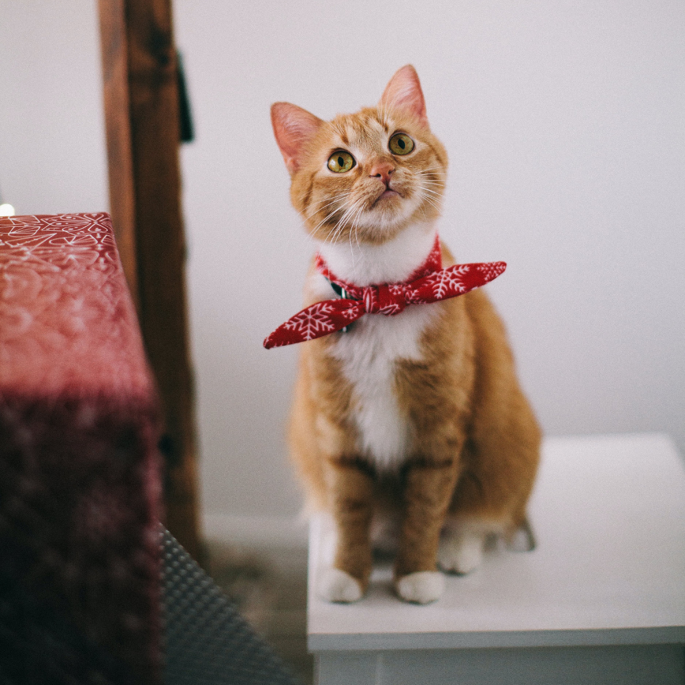 Shooting de Flo, le chat roux